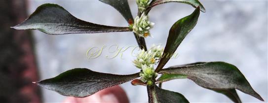  Leaves and Inflorescences